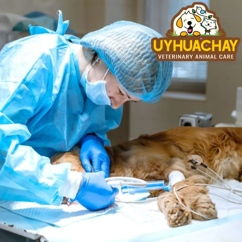 Cirugías veterinarias en Uyhuachay