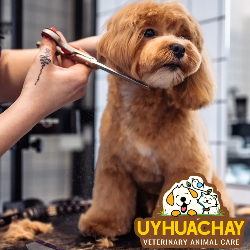 Estética animal en Uyhuachay