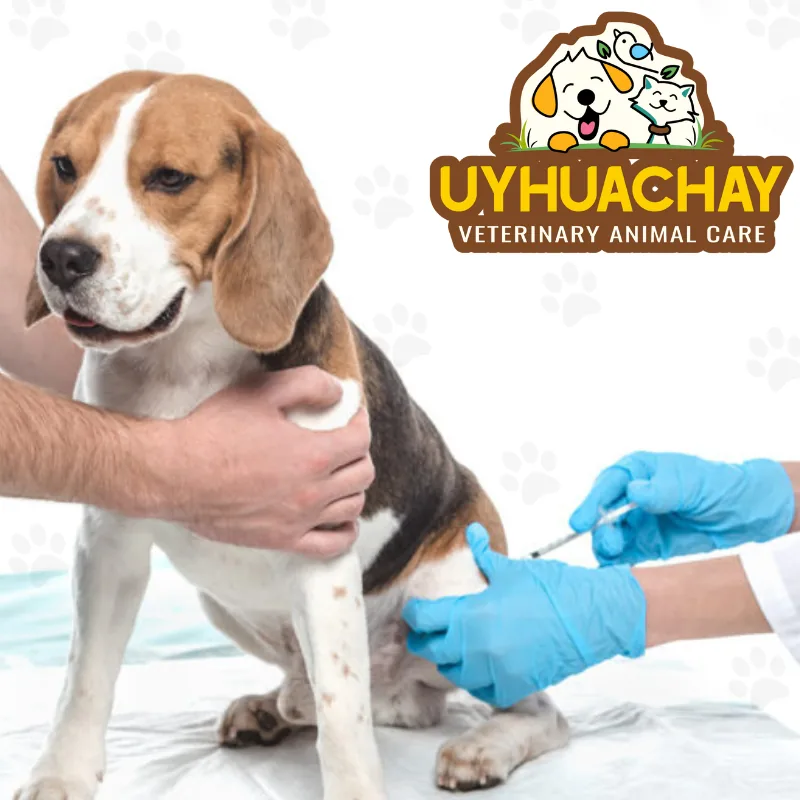 Vacunación y desparasitación en Uyhuachay